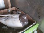 Timing pigeon