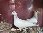 Timing pigeon