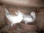 Pigeons