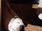 Timing Pigeons