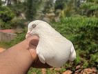 Timing Pigeons