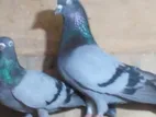 Timing Pigeons