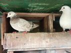 Timing Pigeon