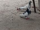 Timing Pigeons