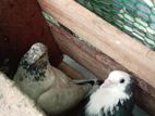 Timing Pigeons