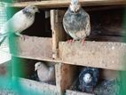 Timing Pigeons