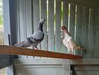 timing pigeons