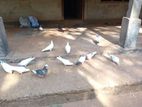 Timing Pigeons