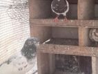 Timing Pigeons
