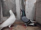 Timing Pigeons