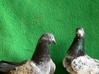 Timing Pigeons