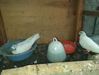 Timing Pigeons