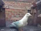 Timing Pigeons