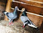 Timing Pigeons