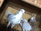 Timing Pigeons