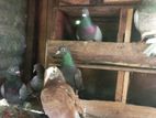 Timing Pigeons