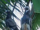 Timing Pigeon