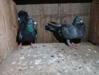 Pigeons