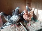 Timing Pigeons