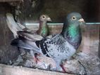 Pigeons