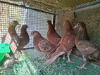 Timing Pigeons