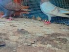 Timing Pigeons