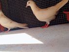 Timing Pigeons