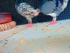 Timing Pigeons