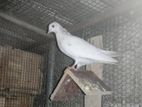 Timing Pigeon