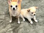 Chihuahua Dog