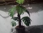 Table Decor Tiny Monstera