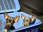 Chihuahua Puppies
