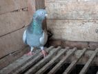 Tipler Pigeon