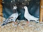 Tipler pigeons