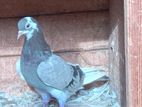 Tippler Pigeon