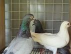 Pigeon