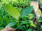 Tissue Culture Banana Plant