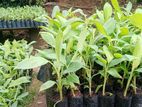 Tissue Culture Banana Plants