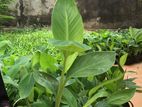 Ambul Banana Plants