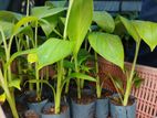 Tissue Culture Banana Plants