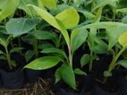 Tissue Culture Banana Plants