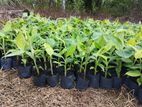 Kolikuttu Banana Plants