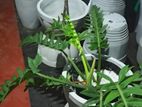 Titanium Flower Pots