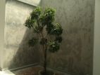 Titanium Walls