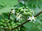 තිත්බටු පැළ ( Spotted Brinjal Plants )