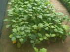 තිත්බටු පැළ ( Spotted Brinjal Plants )