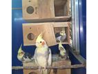 Cockatiel Breeding Pairs