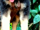 German Shepherd Puppy