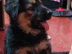 German Shepherd Puppy