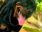 Rottweiler Dog